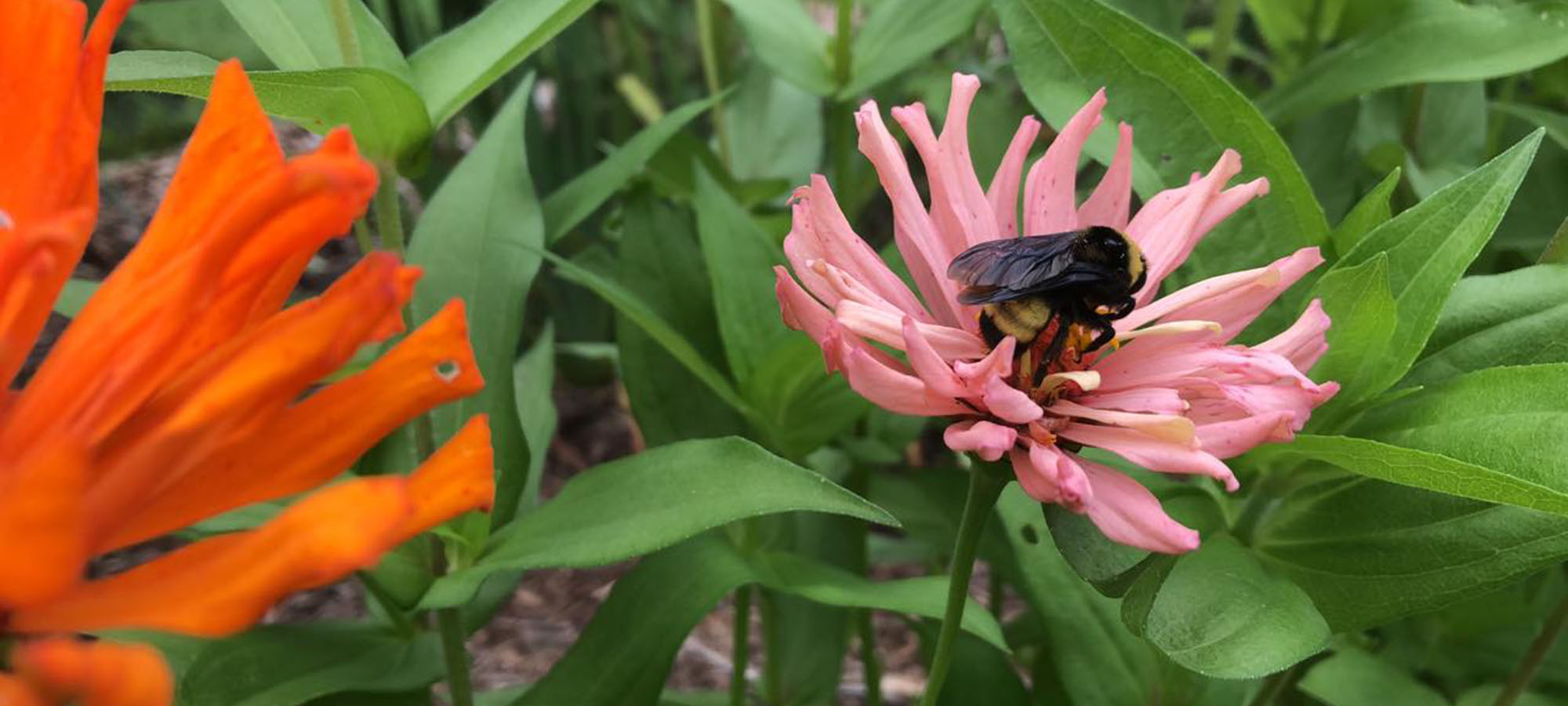 Bee on Flower